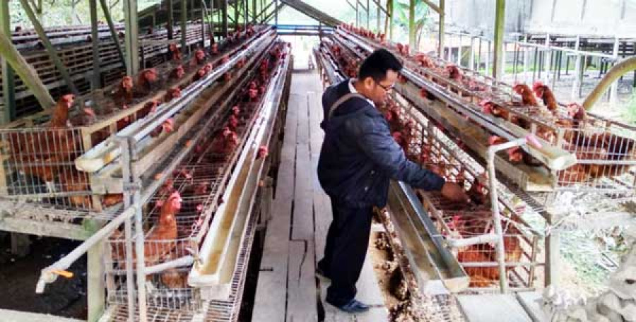 Tim KPPU Balikpapan menginspeksi peternakan ayam petelur di Km 10. (Istimewa/KoranKaltim.com)