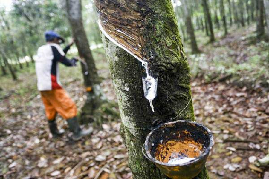 Karet ( Foto: Antara/Nova Wahyudi )