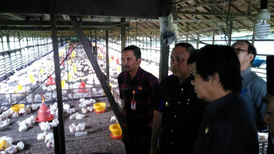 Wakil Walikota Samarinda Nusyirwan Ismail saat meninjau salah satu Kandang Ayam Negeri di Lempar Samarinda Utara Kamis (4/1) pagi.(Foto : Rusdi/KK)