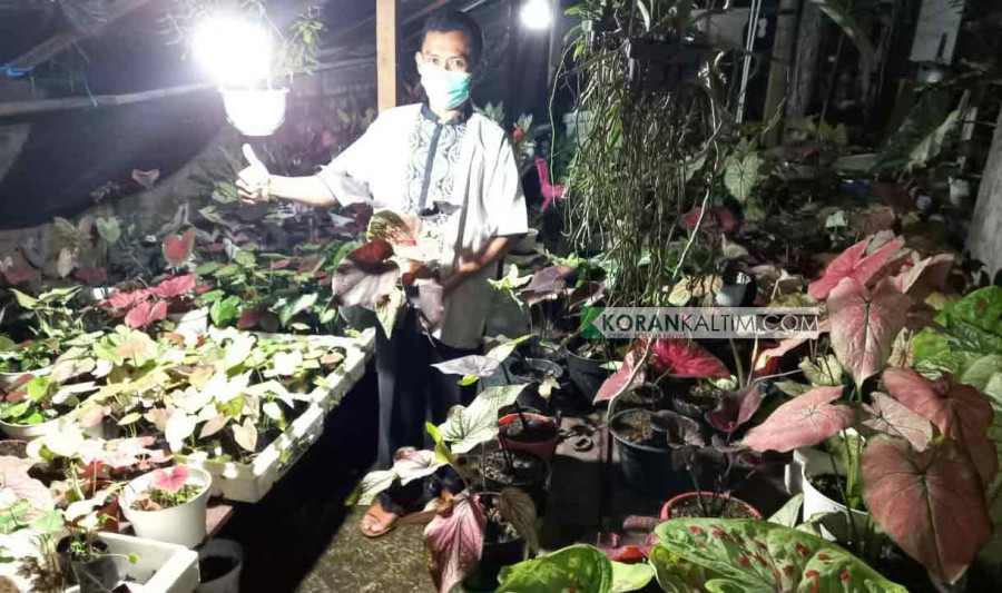 Ketua Panitia Pameran Bunga Taufik, di tengah ratusan koleksi tanaman hias jenis keladinya. (Foto: Olis/korankaltim.com)