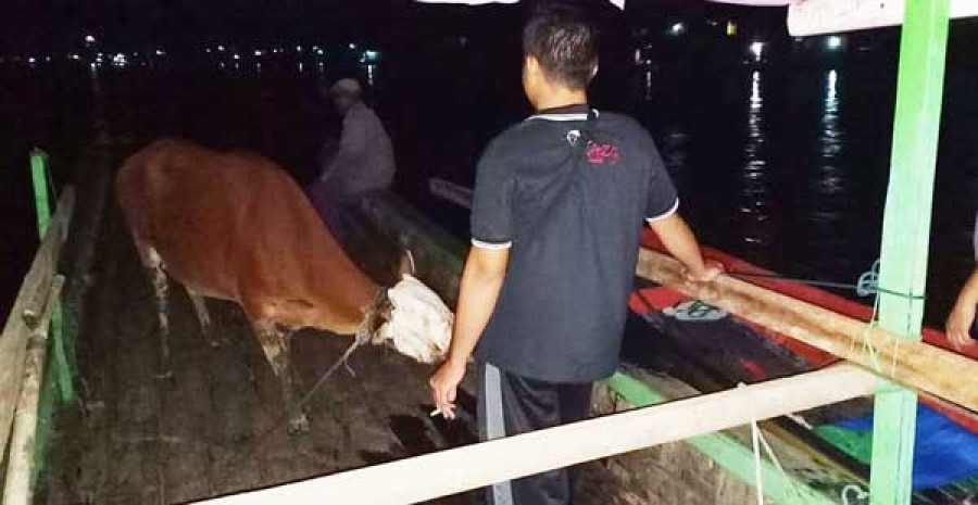 WARGA pembawa sapi curian di atas kapal tepergok polisi. ((HANDOUT/POLSEK MUARA MUNTAI))