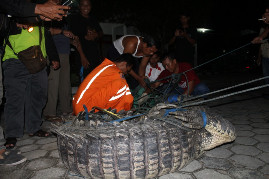 Buaya besar dengan panjang 5,5 meter berhasil ditangkap di Kelurahan Lok Tuan, Bontang Utara, Jumat malam (25/1/2019).