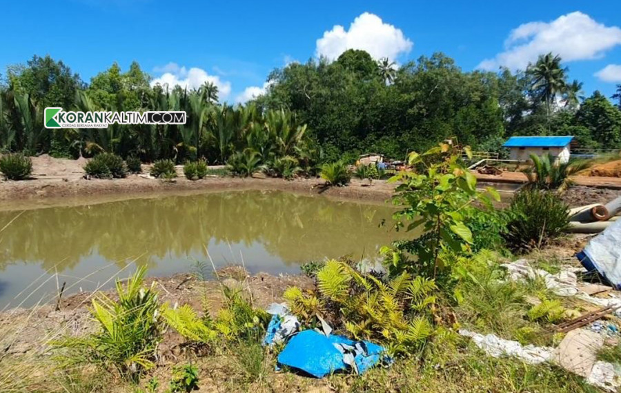 Lahan mangrove yang dikeruk untuk digunakan sebagai penimbunan peningkatan jalan, di Desa Peridan, Kutai Timur. (Foto: Dok.Korankaltim.com)