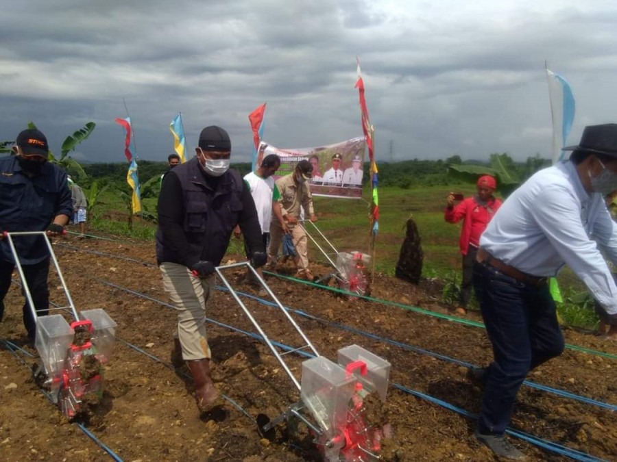 Bupati Kukar Edi Damansyah membajak sawah yang bakal ditanam jagung hibrida. (Foto: Bag. Prokom / Istimewa)