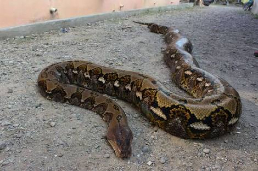 Ular sanca( Foto: kompas)