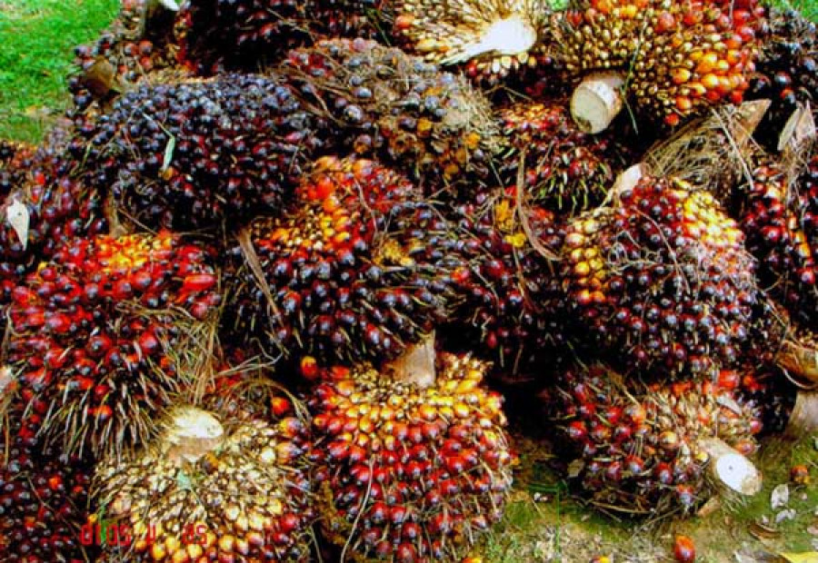 Perkebunan sawit. (Foto: Istimewa)
