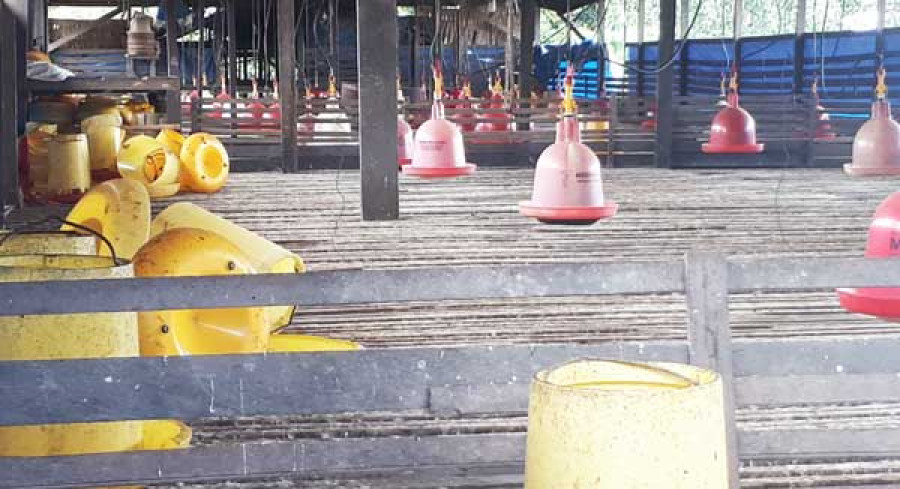 SUDAH SEBULAN TAK TERISI: Kosongnya ayam di peternakan membuat distribusi ayam ras ke pedagang dikurangi dan harganya melambung tinggi. (ist)
