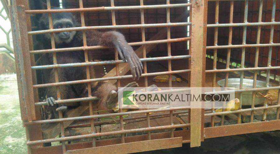 Owa-owa Kalimantan yang telah diselamatkan oleh BKSDA SKW I Berau saat ini berada di kandang transit (Rama/KoranKaltim.com)