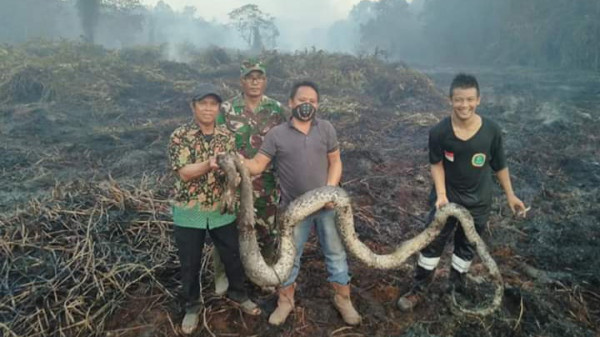 Lahan Gambut Terbakar Ular Piton Ikut Mati Di Pulau Atas Korankaltim Com