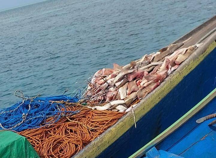 Potongan ikan Hiu yang berhasil diamankan oleh UPTD KKP3K KDPS di kawasan konservasi Kepulauan Derawan dan sekitarnya. (Foto: uptdkkp3kkdps)